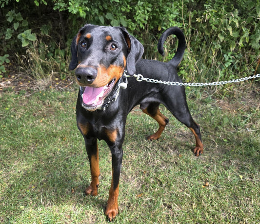 Blade - 16mth Old Black & Tan Male Dobermann