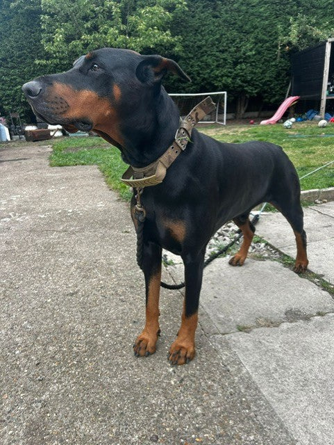 Percy - 5yr old Dobermann Rescue