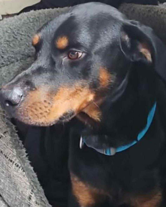 Zeus - 2yr old Male Dobermann