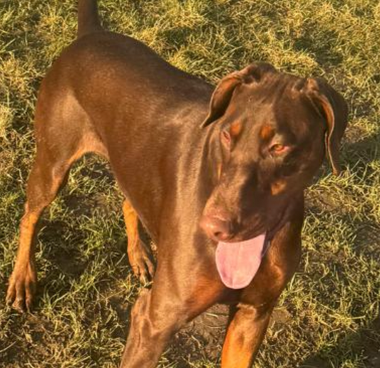 Sammy - 2yr Old Brown & Tan Bitch